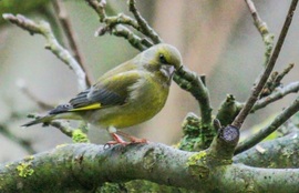 Zöldike. Nálatok is köd van?
