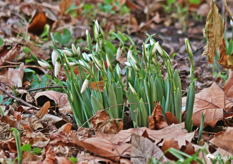 Korai hóvirágok