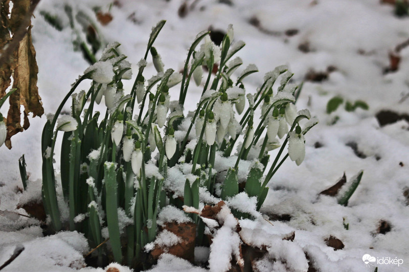 hóvirág a hóban