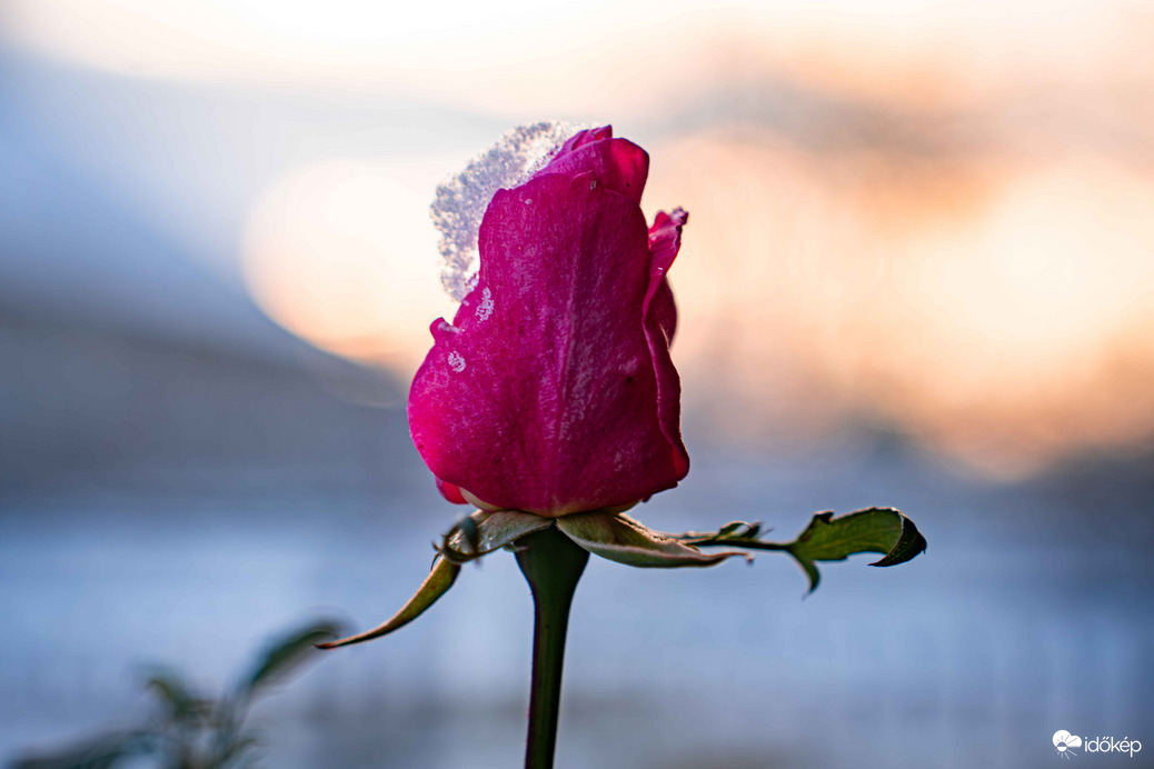 Egy kis tavasz a télben