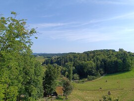 Bergl