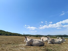 Tihany