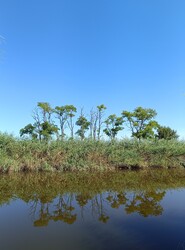 Sarród