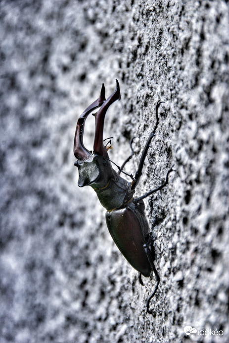 Bogaras