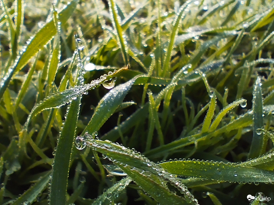 Hódmezővásárhely 