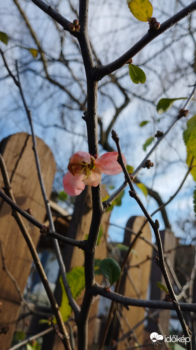 Hódmezővásárhely 