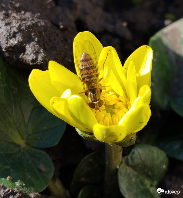 Hódmezővásárhely 