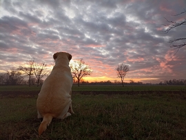 Hódmezővásárhely 