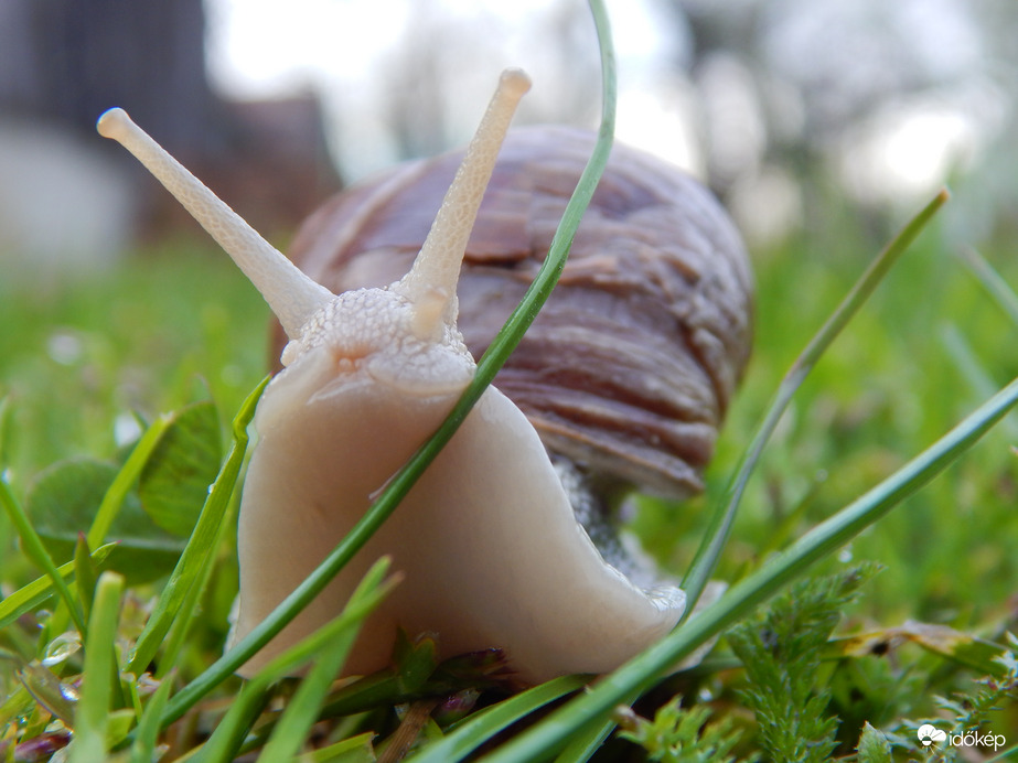 Csigabiga gyere ki...