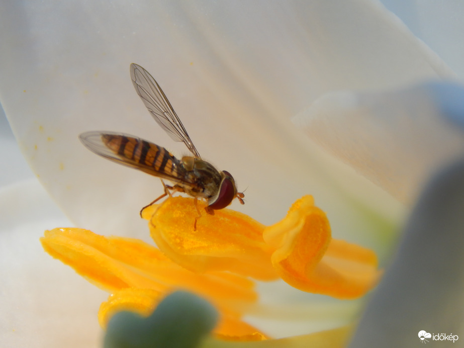 Ékfoltos zengőlégy