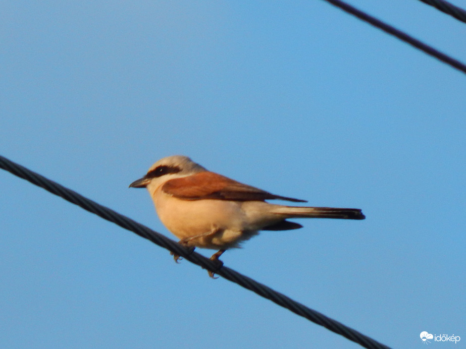Tövisszúró gébics