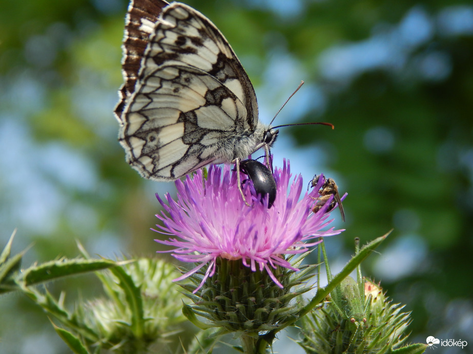 Sakktáblalepke és "barátai"