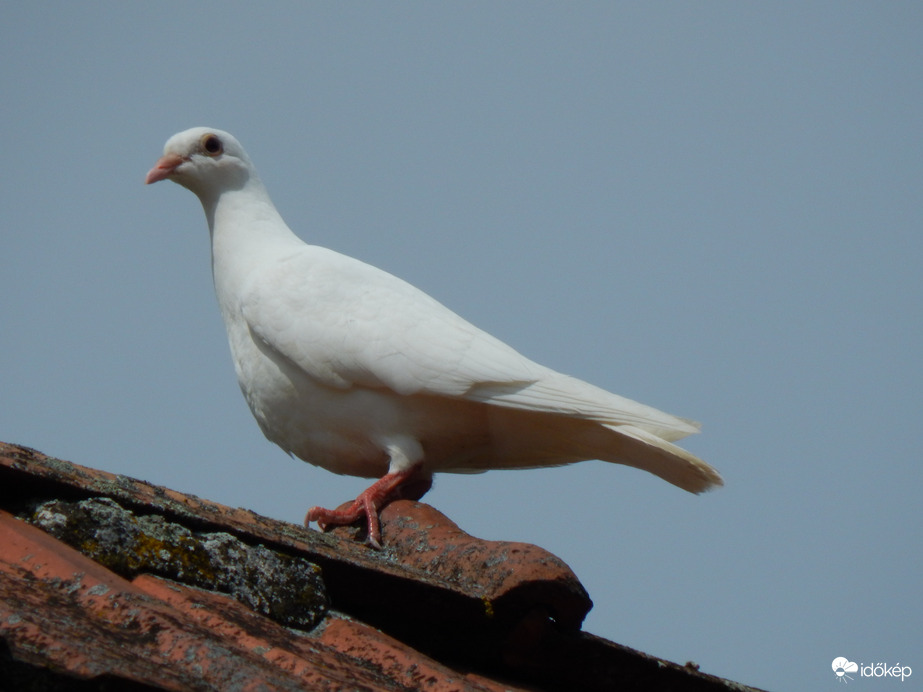 Fehér galambok