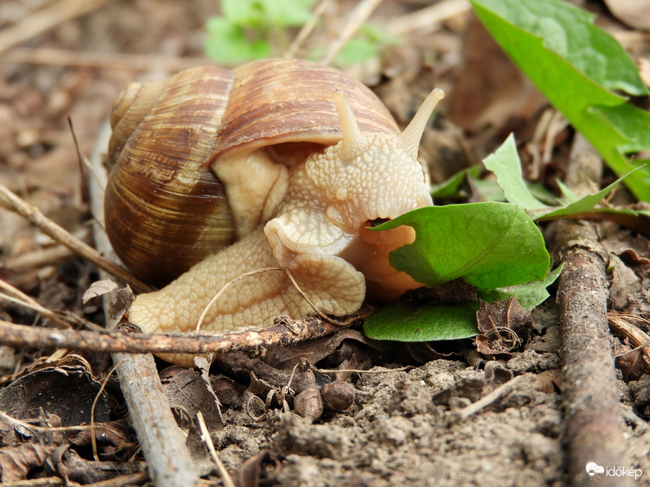 Ebédelő csiga