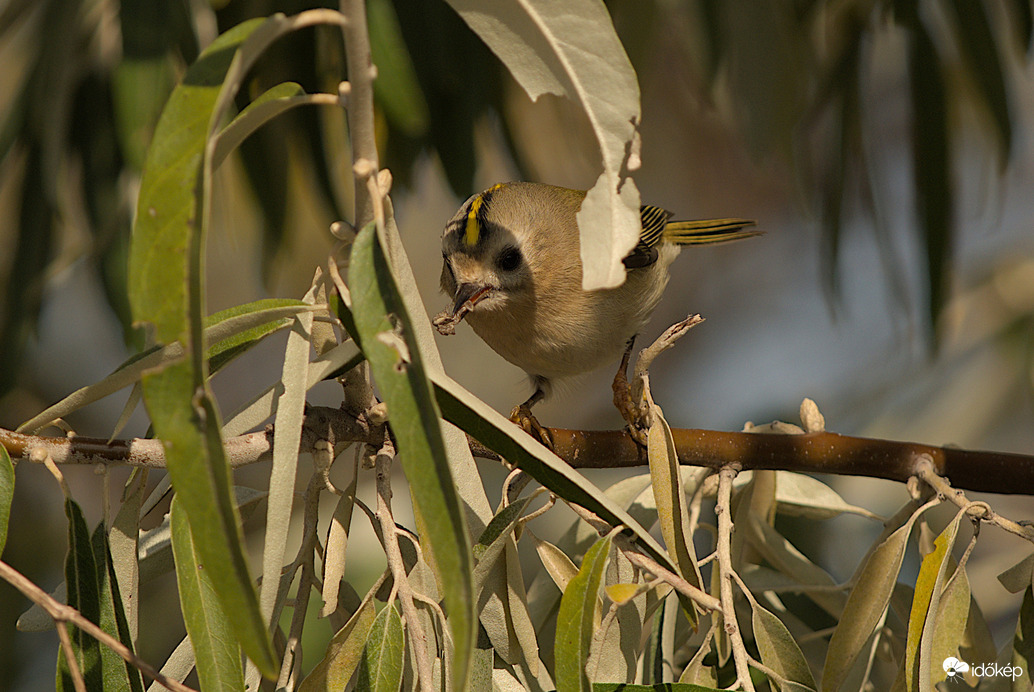 Sárgafejű királyka pókot ebédel