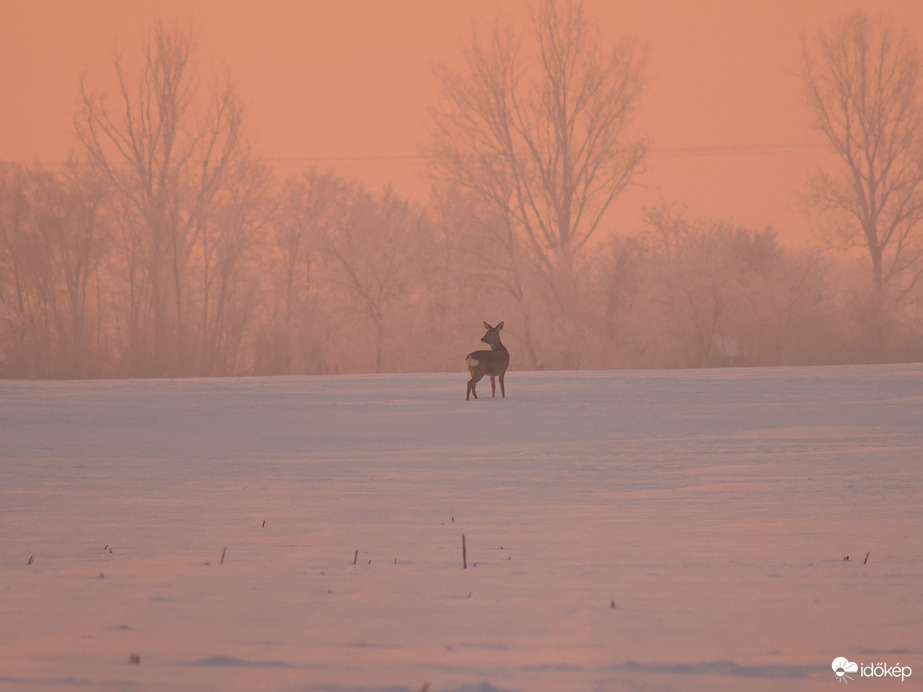 Őz napkeltekor, 2026.01.09. Csongrád külterület