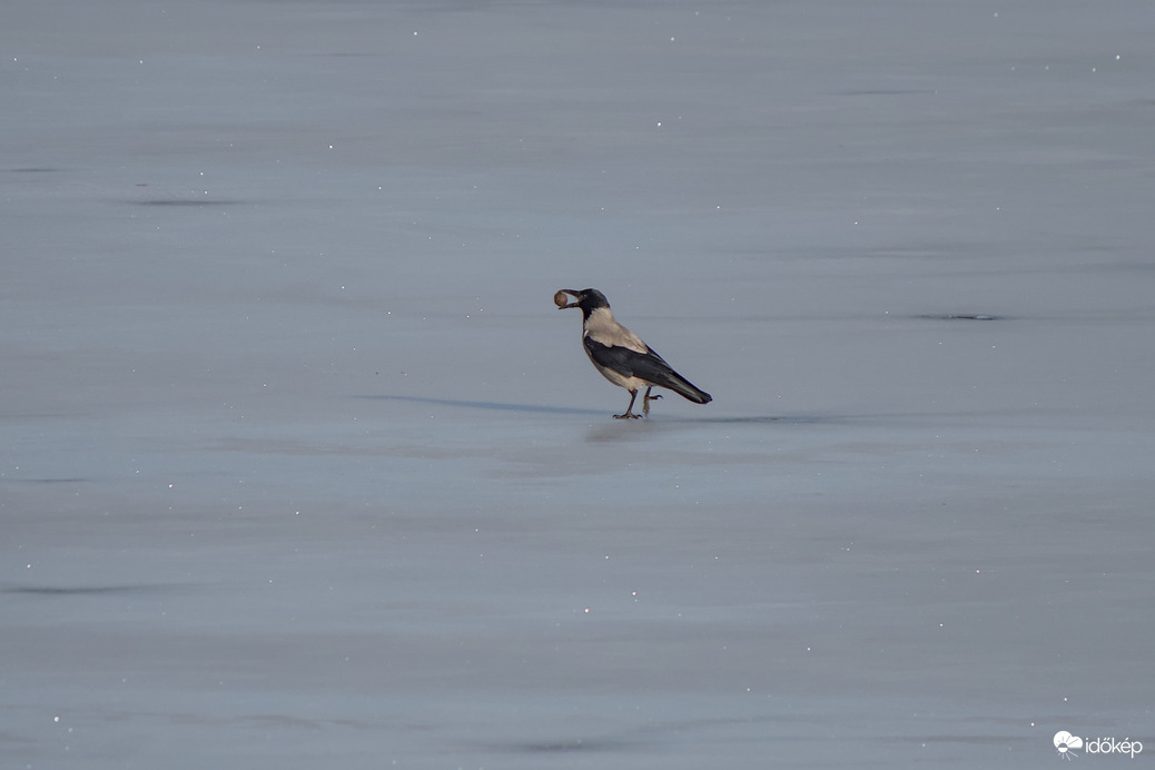 Dolmányos varjú a jégen