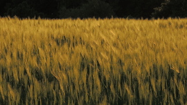 blek fotója