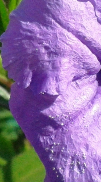 Álmoska