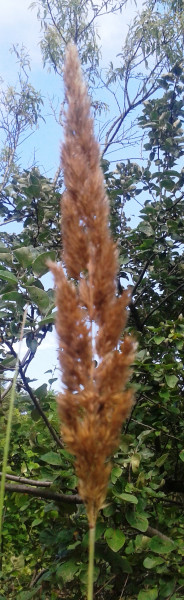 Bolyhos