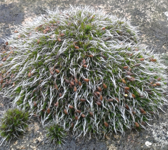 Kivirulva