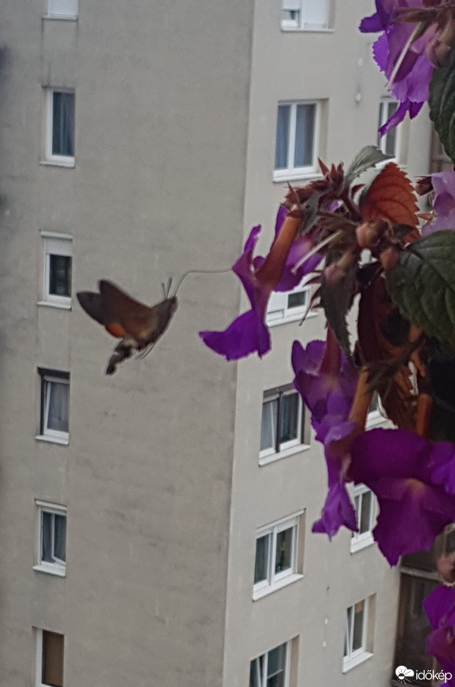 Miskolc