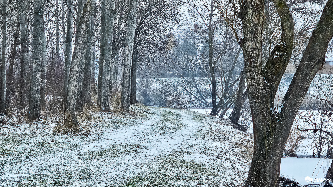 Téli séta az ártéri erdőben
