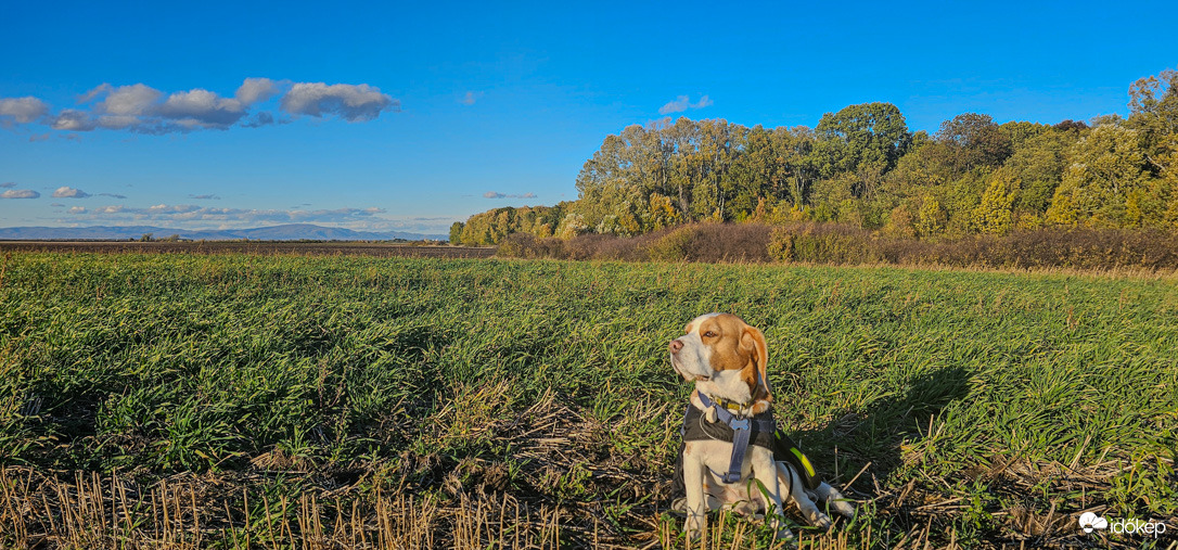 Csendes magány a Makkos-erdő szélén.