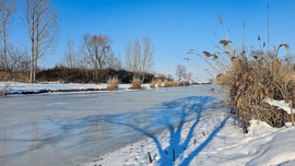 Amikor a Nap rajzolja a fát