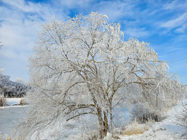 Fehérbe öltözött óriás