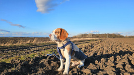 Tavaszváró napsütésben