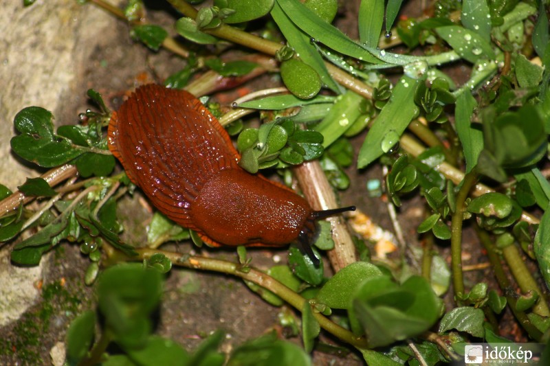 Meztelencsiga