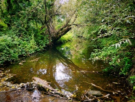 Laskóvölgyi-víztározó - Laskó-patak 