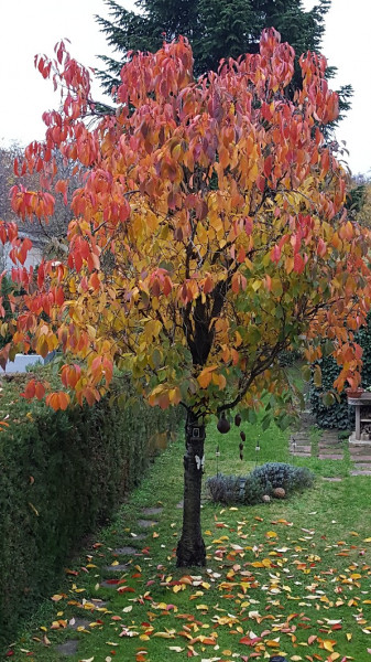 Marcali