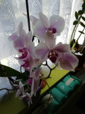 Orchidea