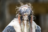 Marabu