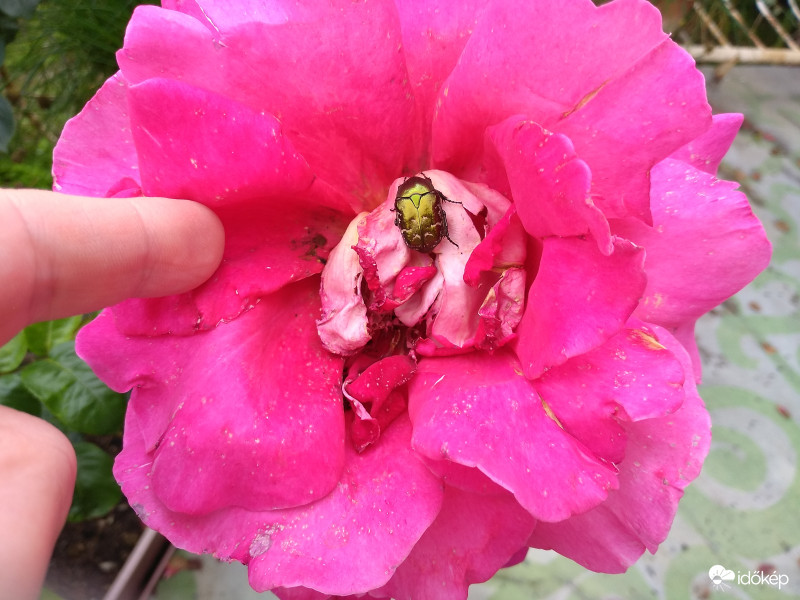 Kedvenc rózsa, rózsabogárral