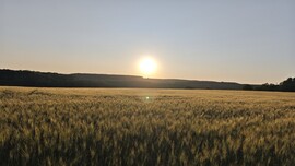 Babosdöbréte