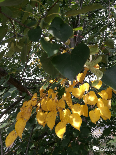 Őszi kétszínűség