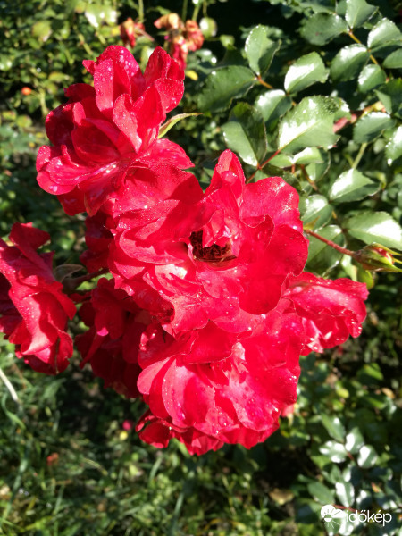 Harmatban megfürödve