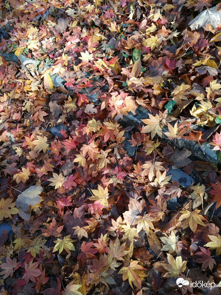 Valódi őszi szőnyeg