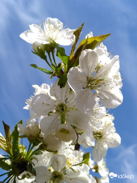 Csak a tavasz jön