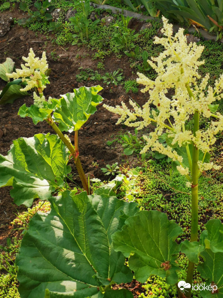 Rebarbara délutáni fényben