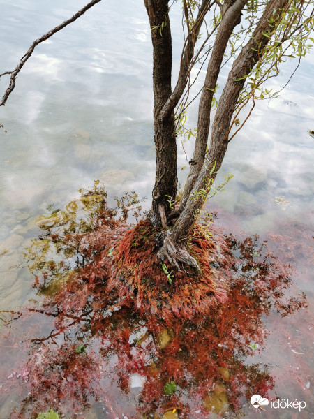Rőt lábú spirálfűz