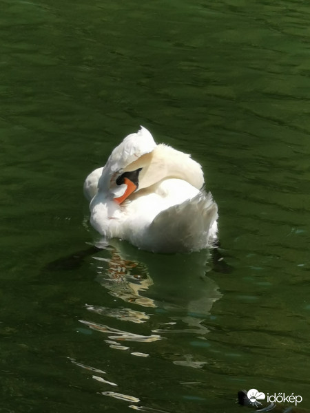 Tollászkodás közben 