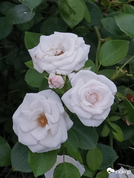 Három grácia plusz egy