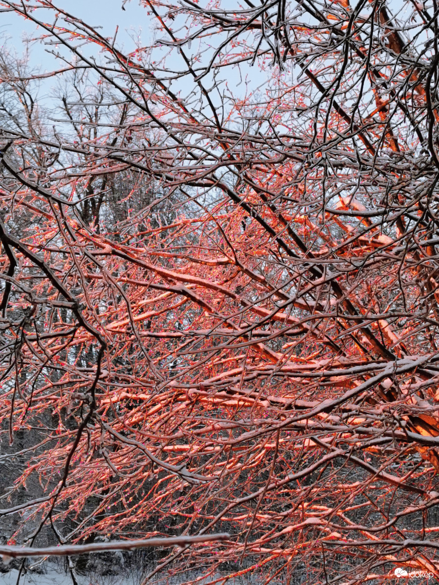 Naplemente színezte jégburkolatú ágak 