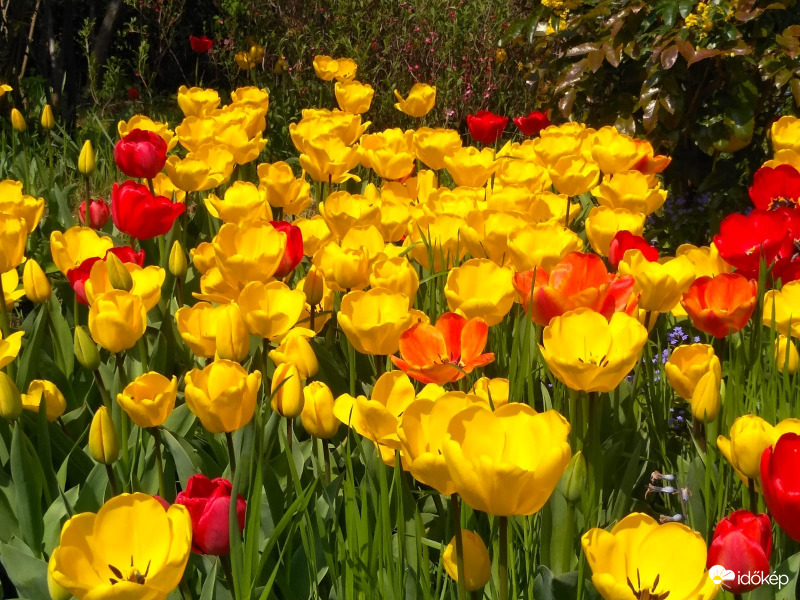 Tavaszi tulipán tenger