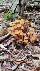 Erdei csoportosulás 