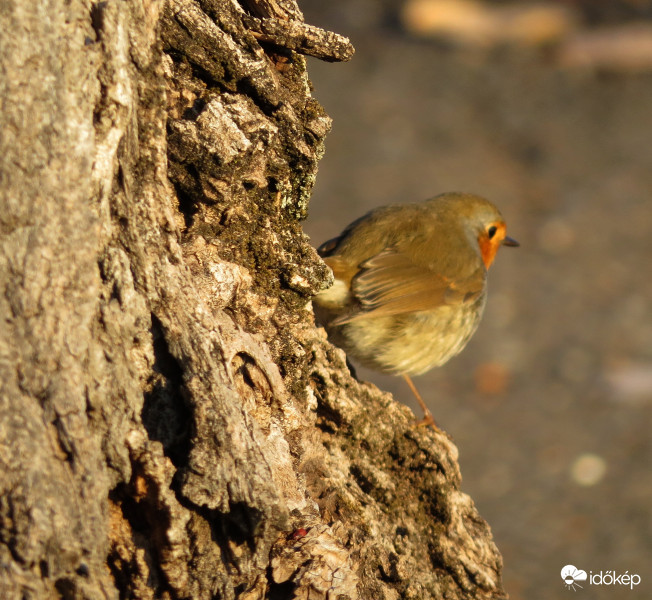 A vörösbegy visszanéz